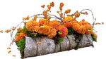 Dhalia Natural Bark Arrangement