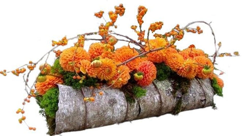 Dhalia Natural Bark Arrangement - Flowers Box London