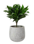 Draceana Compacta in Ceramic Pot - Flowers Box London