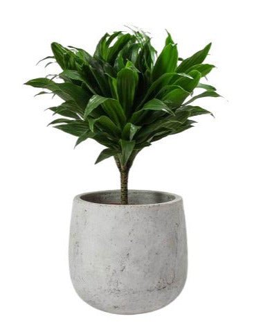 Draceana Compacta in Ceramic Pot - Flowers Box London