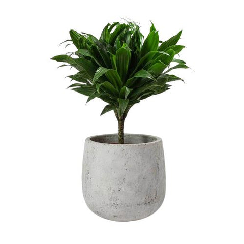 Dracena in Ceramic Pot