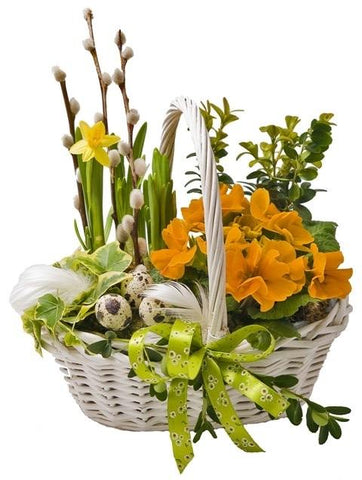 Easter Basket Plant