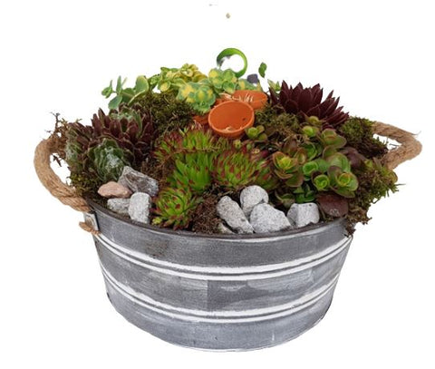 Exotic Plants in Gray Pot