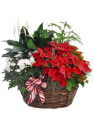 Festive Plant in the Basket
