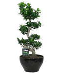 Ficus Ginseng 95cm - Flowers Box London