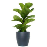 Ficus Lyrata in Ceramic Pot - Flowers Box London