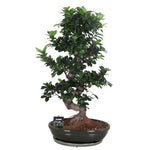 Ficus Microcarpa 110cm