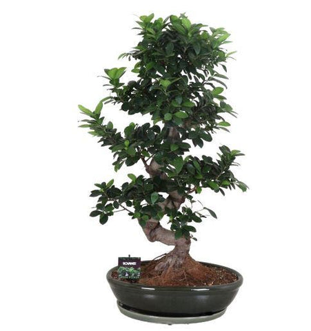 Ficus Microcarpa 110cm