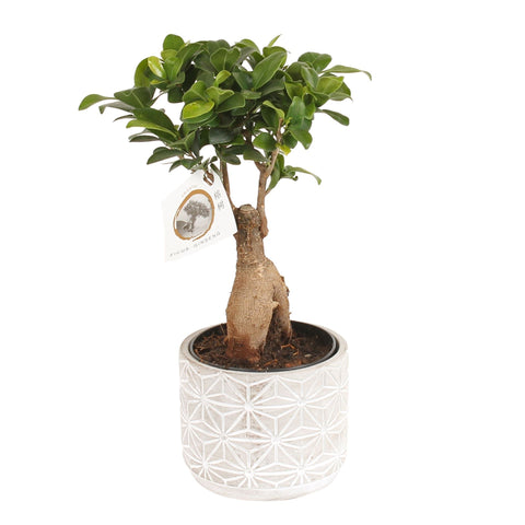 Ficus Microcarpa 35cm