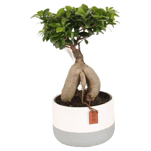 Ficus Microcarpa 45cm