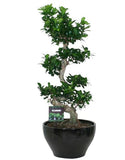 Ficus Microcarpa 95cm