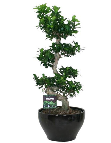 Ficus Microcarpa 95cm