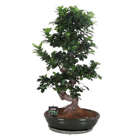 Ficus Microcarpa Ginseng 110cm - Flowers Box London