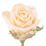 Five Roses with Aspidistra Leaves Bouquet - Flowers Box London