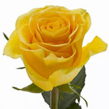 Five Roses with Aspidistra Leaves Bouquet - Flowers Box London