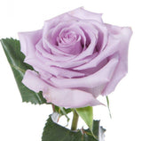 Five Roses with Aspidistra Leaves Bouquet - Flowers Box London