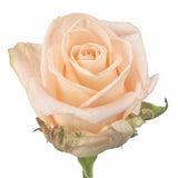 Five Roses with Gypsophila Bouquet - Flowers Box London