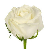 Five Roses with Gypsophila Bouquet - Flowers Box London