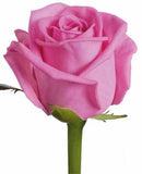 Five Roses with Gypsophila Bouquet - Flowers Box London