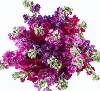 Fragrant Hot Stock Bouquet - Flowers Box London