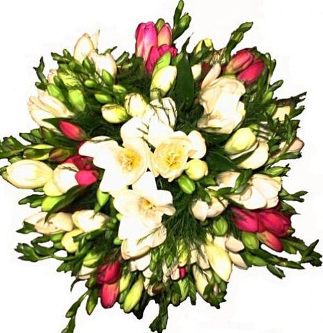 Fragrant White & Pink Freesias