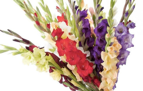 Gladiolus flowers