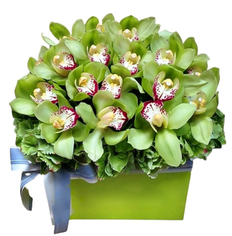 Green Cymbidium with Hydrangea Box