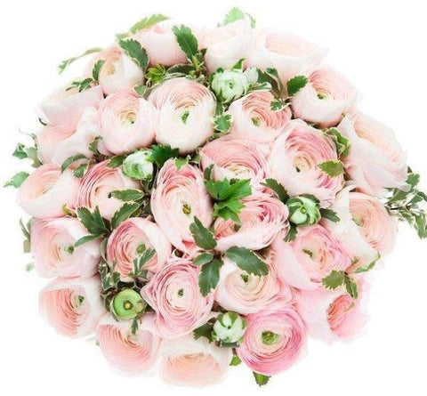 Hanoi Pale Pink Ranunculus with Pittosporum Bouquet - Flowers Box London