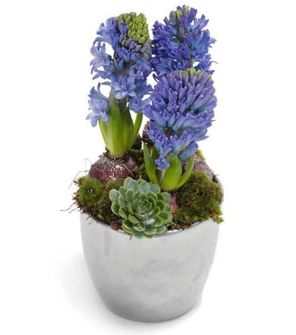 Hyacinth with Succulent in a Pot