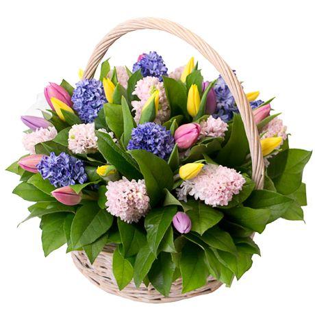 Hyacinth with Tulips Basket