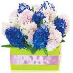 Hyacinths in a Box