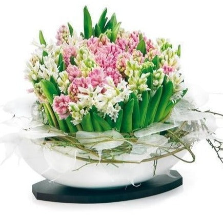 Hyacinths in Ceramic Elliptic Pot