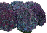 Hydrangea Autumn Wreath - Flowers Box London