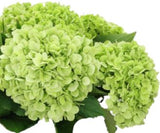 Hydrangea Autumn Wreath - Flowers Box London
