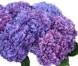 Hydrangea Autumn Wreath - Flowers Box London