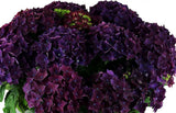 Hydrangea Autumn Wreath - Flowers Box London
