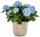 Hydrangea Basket Arrangement - Flowers Box London