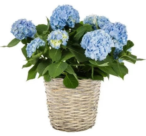 Hydrangea Basket Arrangement