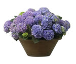 Hydrangea Ceramic Pot