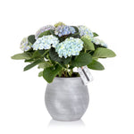 Hydrangea Ceramic Pot