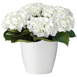 Hydrangea in Ceramic Pot - Flowers Box London