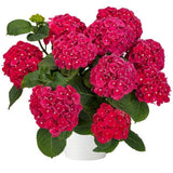 Hydrangea in Ceramic Pot - Flowers Box London