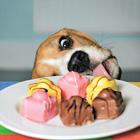 Icon Art Exposure Dog with Cakes Card