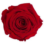 Infinity Roses Lux Heart Box - Rose Head Ø 7cm