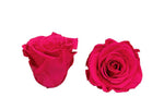 Infinity Roses Square Box - Rose Head Ø 3,5 CM