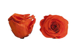 Infinity Roses Square Box - Rose Head Ø 5cm