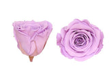 Infinity Roses Square Box - Rose Head Ø 5cm