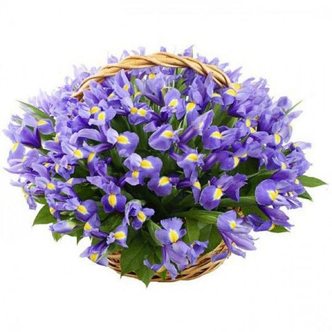 Iris in the Basket