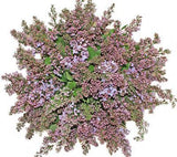 Lavender Lilac Bouquet - Flowers Box London