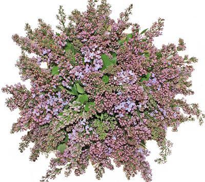 Lavender Lilac Bouquet - Flowers Box London